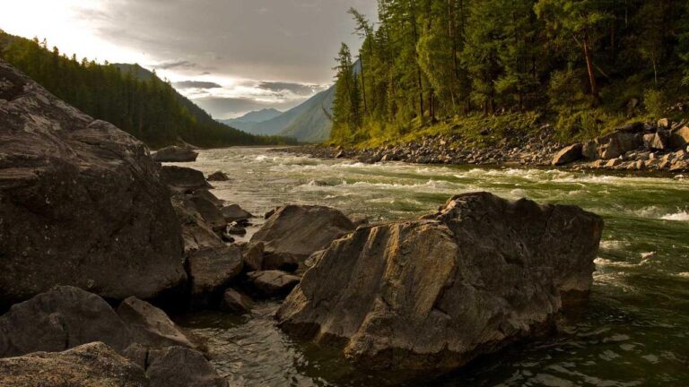 How To Log In To Cricbet99 Vip Live Cricket Section?